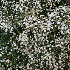 Attēlu rezultāti vaicājumam “Gypsophila paniculata flower”