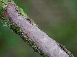 Attēlu rezultāti vaicājumam “Vuilleminia comedens”