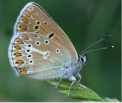 Attēlu rezultāti vaicājumam “Eumedonia eumedon underside”