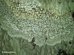 Attēlu rezultāti vaicājumam “Pertusaria amara”