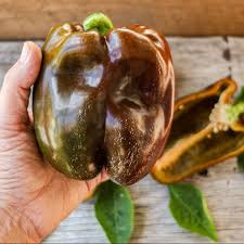 Afbeeldingsresultaat voor chocolate beauty sweet pepper