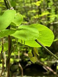 Attēlu rezultāti vaicājumam “Drepanosiphum platanoidis exuvia”