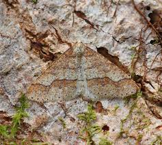 Attēlu rezultāti vaicājumam “Agriopis marginaria”