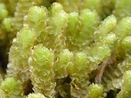 Attēlu rezultāti vaicājumam “Barbilophozia lycopodioides macro”