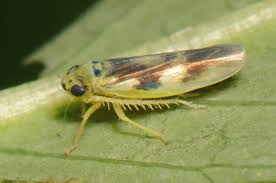 Attēlu rezultāti vaicājumam “Macrosteles sp. imago”