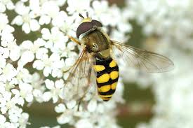 Attēlu rezultāti vaicājumam “Eupeodes corollae”