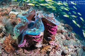 Image result for tridacna