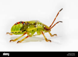 Attēlu rezultāti vaicājumam “Elasmostethus interstinctus nymph”