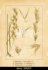 Attēlu rezultāti vaicājumam “Helictotrichon pratense leaf”