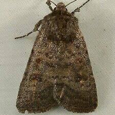 Attēlu rezultāti vaicājumam “Caradrina morpheus”