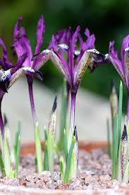 Attēlu rezultāti vaicājumam “Iris reticulata flower”