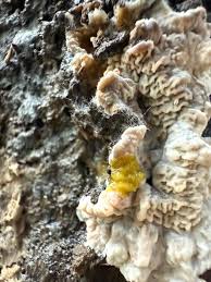 Attēlu rezultāti vaicājumam “Physarum pseudoalexandrowiczii macro”