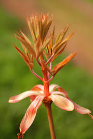Attēlu rezultāti vaicājumam “Aesculus hippocastanum flower”
