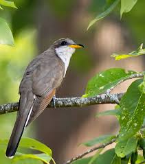 Image result for Coccyzus americanus