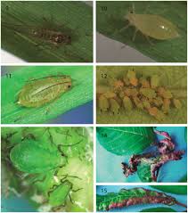 Attēlu rezultāti vaicājumam “Thecabius affinis”