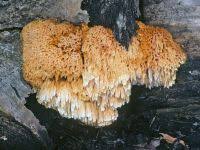 Attēlu rezultāti vaicājumam “Pycnoporellus alboluteus”