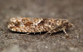 Attēlu rezultāti vaicājumam “Epinotia immundana”