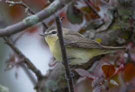 Image result for Vireo philadelphicus