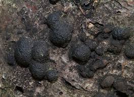 Attēlu rezultāti vaicājumam “Hypoxylon fragiforme / howeianum”