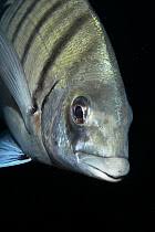 Image result for Diplodus cadenati