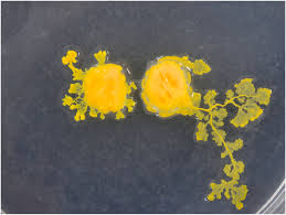 Attēlu rezultāti vaicājumam “Physarum nitens plasmodium”