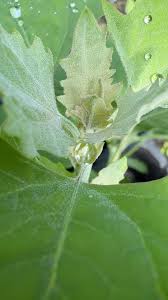 Attēlu rezultāti vaicājumam “Chenopodium album leaf”