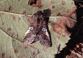 Attēlu rezultāti vaicājumam “Diloba caeruleocephala”
