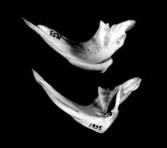 Image result for Minytrema melanops