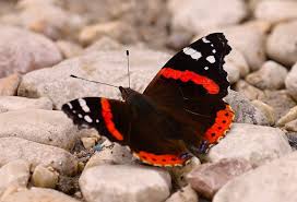Attēlu rezultāti vaicājumam “Vanessa atalanta upperside”