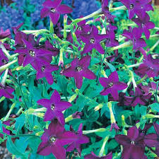 Image result for Nicotiana x sanderae
