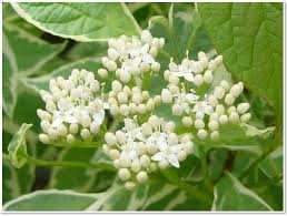 「花咲みずき」の画像検索結果