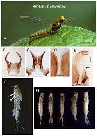 Attēlu rezultāti vaicājumam “Ephemeroptera larvae”