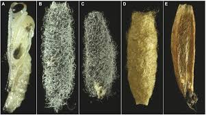 Attēlu rezultāti vaicājumam “Ichneumonidae cocoon”