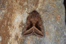 Attēlu rezultāti vaicājumam “Hydraecia micacea”