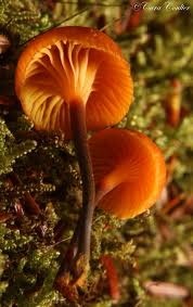 Attēlu rezultāti vaicājumam “Xeromphalina campanella”