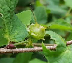 Attēlu rezultāti vaicājumam “Corynephorus canescens fruit”
