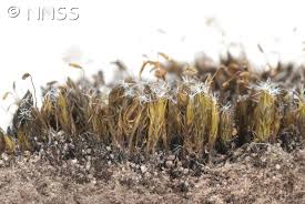 Attēlu rezultāti vaicājumam “Campylopus introflexus”