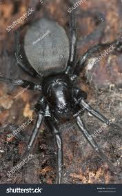 Attēlu rezultāti vaicājumam “Gnaphosidae”