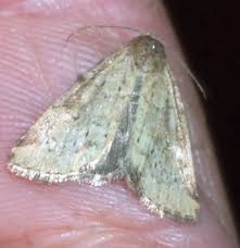 Attēlu rezultāti vaicājumam “Pandemis cinnamomeana female”