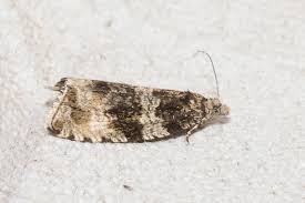 Attēlu rezultāti vaicājumam “Orthotaenia undulana”