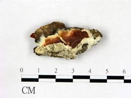 Attēlu rezultāti vaicājumam “Gloeoporus taxicola”