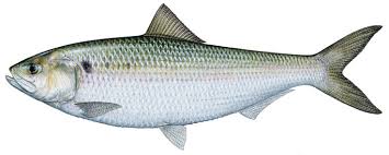 Image result for Alosa sapidissima
