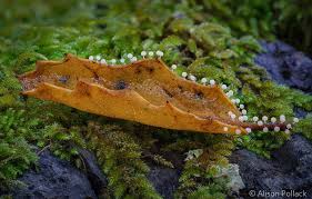 Attēlu rezultāti vaicājumam “Didymium squamulosum”