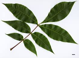 Attēlu rezultāti vaicājumam “Carya”