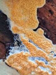 Attēlu rezultāti vaicājumam “Leucogyrophana sororia”