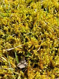 Attēlu rezultāti vaicājumam “Calliergonella lindbergii”