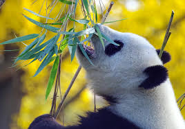 Résultat de recherche d'images pour "pandas"
