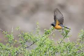 Image result for Irania gutturalis