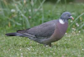 Image result for Columba palumbus