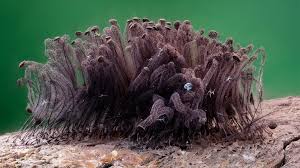 Attēlu rezultāti vaicājumam “Stemonitis lignicola stalked”